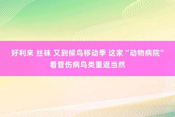 好利来 丝袜 又到候鸟移动季 这家“动物病院”看管伤病鸟类重返当然